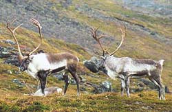 Rensdyr ved Sanarut. � Suulut Foto 2000.