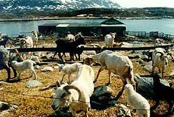 Lam i Fortuna havn. � Suulut Foto 1998.