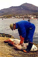 Umassunguaq fl�nser s�ler. � Suulut Foto 1998.