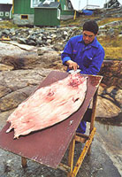 Arnold med Uluq. � Suulut Foto 2000.