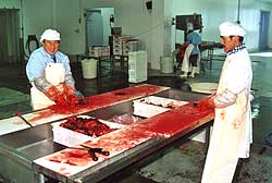 Nuka A/S.  � Suulut Foto 2000.