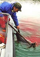 Umassunguaq med s�l. � Suulut Foto 2000