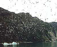 Fuglefjeld Arsukfjorden 1997. � Suulut Foto.