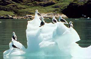 Rider Arsukfjorden 1997. � Suulut Foto.