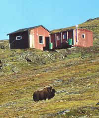 Moskusokse ved Gr�nnedalshytten 2000. � Suulut Foto.