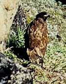 Hav�rneunge 1997. � Suulut Foto