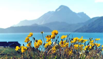 Valmuer i Gr�nnedal 2000. � Suulut Foto.